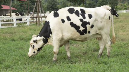 cow animal feed grass eat taste green yard concept