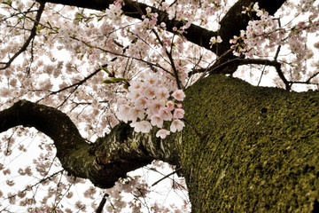 Cherry blossoms.    