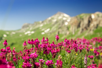 Fototapeta na wymiar purple flowers on a hillside in the mountain landscape