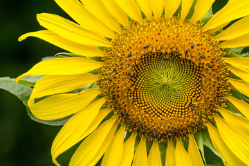 Obraz premium Close up of sunflower flower (bee in pollen)