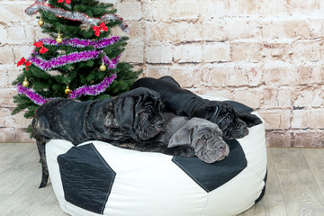 Photos Mastino breed dogs Neapolitana have a Christmas tree.