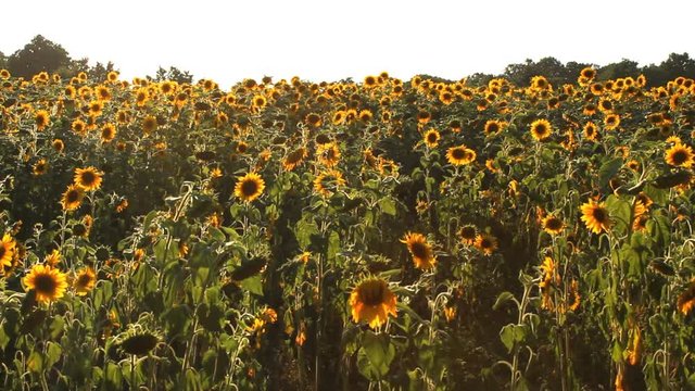 A large field of sunflowers