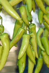 many big green chili peppers. Indian hot and spicy chilly used to make deep fried crispy snack Chilli bajji