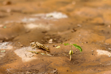  sprout tamarind