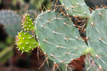 Opuntia cochenillifera  cactus