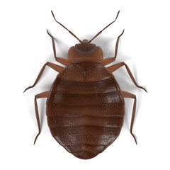 realistic 3d render of bedbug