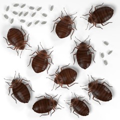 realistic 3d render of bedbug set - obrazy, fototapety, plakaty