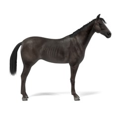 realistic 3d render of black horse