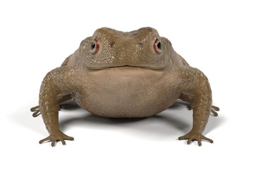 realistic 3d render of toad - bufo bufo