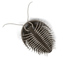realistic 3d render of trilobite