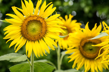 Close up of sunflower flower (bee in pollen)