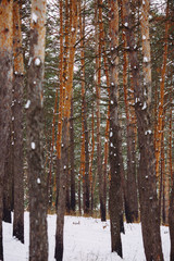 Winter forest with many snow