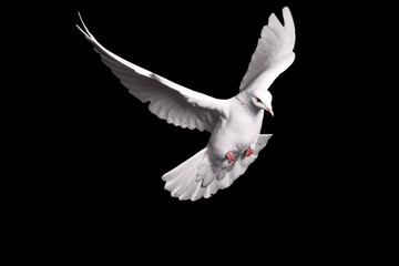 white dove flying on black background for freedom concept in clipping path,international day of...