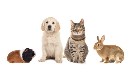 Group of four common pets, guinea pig, rabbit, tabby cat, golden retriever puppy, isolated on a white background