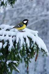 Obraz premium Tit sitting on spruce branches