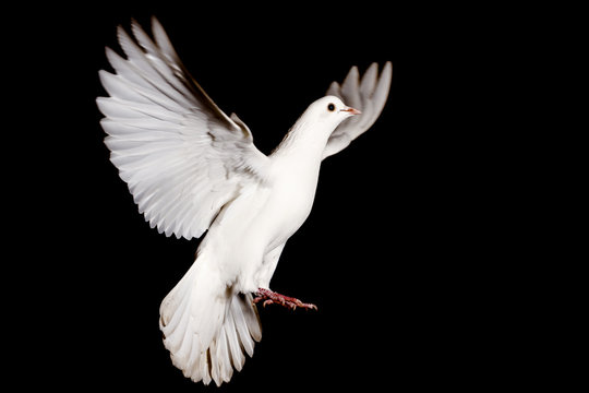 white dove of peace flying on a black background
