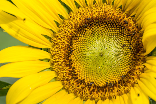 Close up of sunflower flower (bee in pollen)