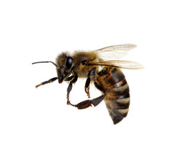 Bee on the white