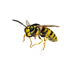 Fototapeta premium wasp isolated on white