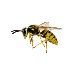 wasp isolated on white