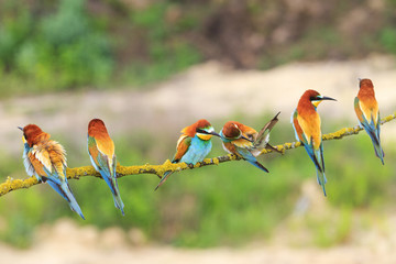 Six european bee-eaters ,Merops Apiaster , sitting on a branch