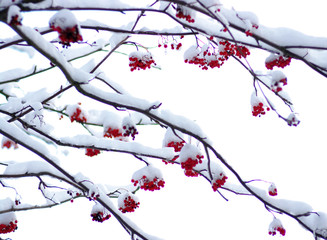  rowan covered with the snow