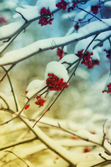  rowan covered with the snow