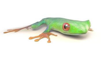 red eyed tree frog from tropical rainforest of Costa Rica isolated on white. Agalychnis callidrias. 3d illustration