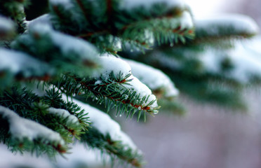 Spruce branches covered with snow