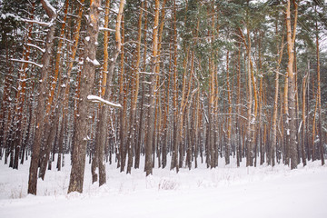 Snow-covered forest at sunset