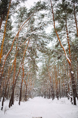 Way in the snow-covered forest