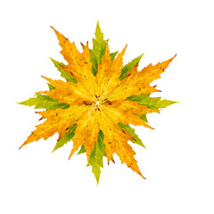Close-up Photograph of maple or acer tree arranged as a star iso