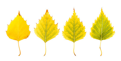 Close-up Photograph of front and backside of  withering autumnal