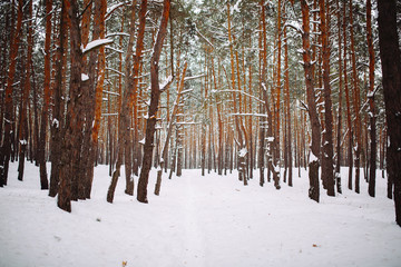 Fototapeta premium Way in the snow-covered forest
