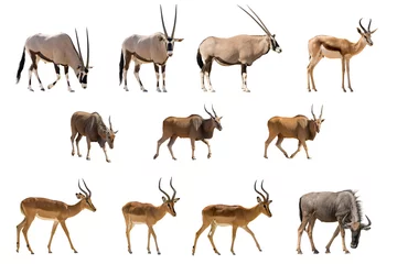 Plexiglas foto achterwand Set van 11 antilopen geïsoleerd op een witte achtergrond © Friedemeier