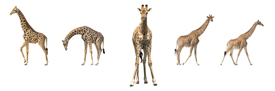 Set of five african giraffes in different posings