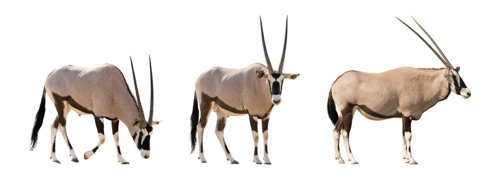 Set of three gemsbok in different posing isolated on white backg