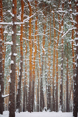Snow-covered tree branch at sunset