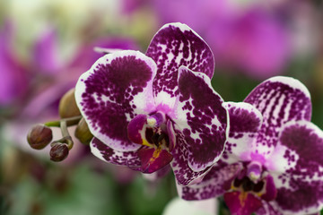 Orchid Phalaenopsis. © iryna_l