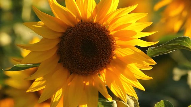 Closeup shot of a pretty sunflower head in France
