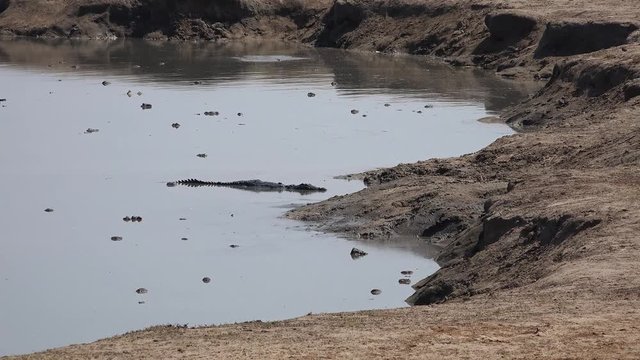 Crocodile at a waterhole in Hwange National Park, Zimbabwe (4K footage)