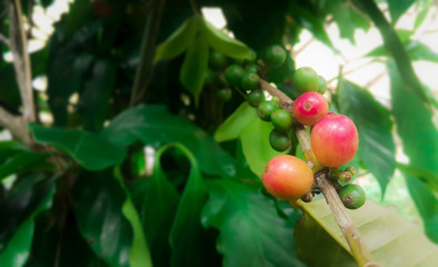 coffee plant organic plantation