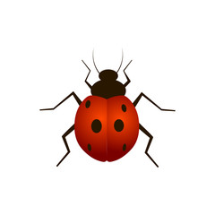 Ladybug vector illustration isolated on a white background