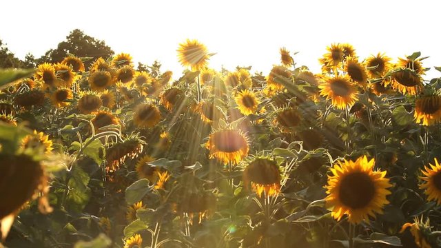 Pretty sunflowers at sunset with sunbeams and lens flare