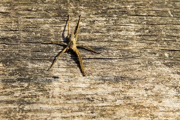Spider on wooden background
