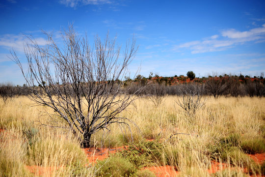 Native plants at Uluru, Alice Spring, Yulara, Mutitjulu