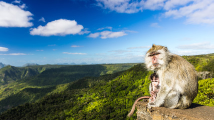 Monkeys at the Gorges viewpoint. Mauritius. Panorama