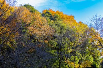 Fototapeta premium Yellow leaves of ginkgo at japan
