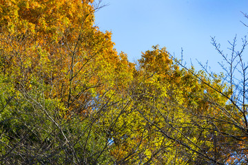 Yellow leaves of ginkgo at japan