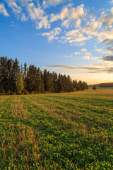 Fototapeta premium Field with clover seedlings amid high fir trees
